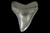 Serrated, Fossil Megalodon Tooth - Georgia #95489-1